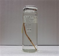 藏品(棘馬鞭魚)的圖片